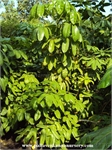 Brassaia Actinophylla.